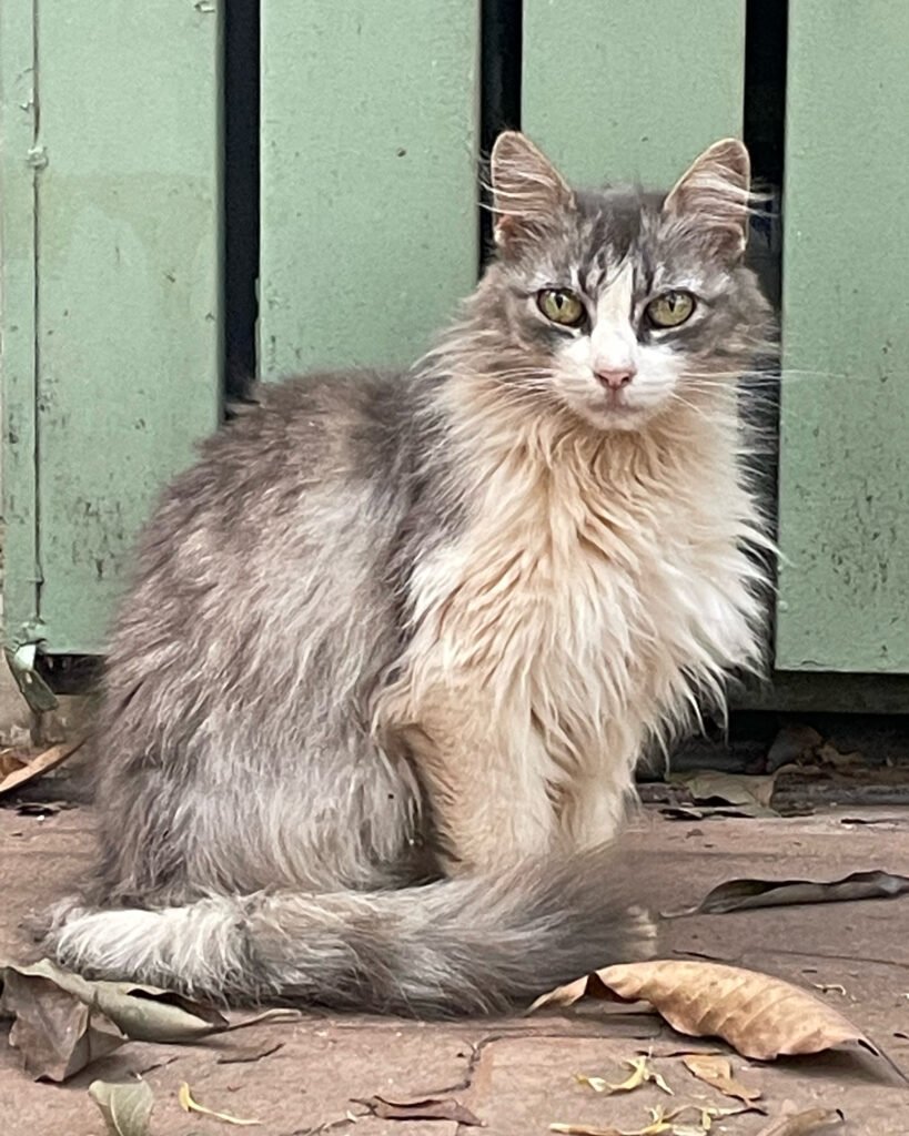 3D3E6CDD 7AEB 4C05 90B4 61C1360FE8A1 819x1024